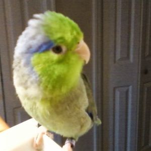 Meet your Posher, Robin